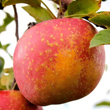 Fuji apple low for sale  Denver