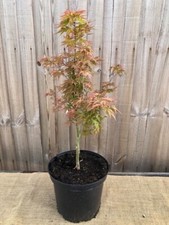 maple tree for sale  WORTHING