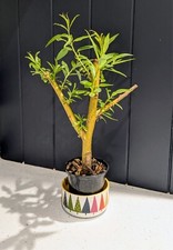 weeping trees for sale weeping trees for sale BRACKNELL