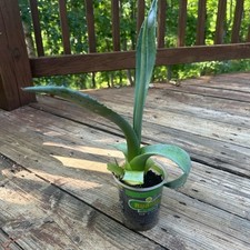 tall succulent for sale tall succulent for sale Pearisburg
