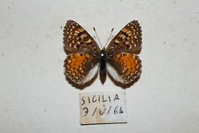Rare sicilian fritillary usato Rare sicilian fritillary usato  Siracusa