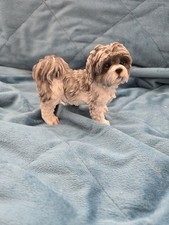 Leonardo shih tzu for sale  CARDIFF