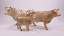 Beswick charolais cattle for sale  RIPLEY