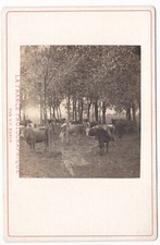 Vaches forêt paturage d'occasion  Saint-Julien-l'Ars