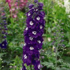 Delphinium fountain white for sale  UK