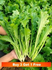 50x snow cabbage for sale  LANCASTER