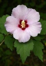 Gartenhibiskus weiß rotem gebraucht kaufen  Kronburg