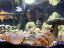Neolamprologus multifasciatus for sale  Tallahassee
