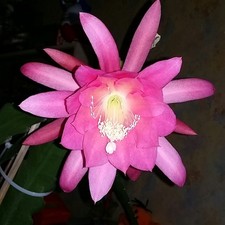 Epiphyllum epicactushybride bl gebraucht kaufen  Lünen