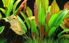 Aquarium pflanze echinodorus gebraucht kaufen  Worms