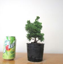 Dwarf green hinoki for sale  Garden Grove