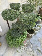Olmo bonsai usato  Casapesenna