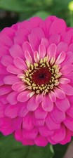 Graines fleurs zinnia d'occasion  Rioz