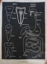 Litho affiche scolaire d'occasion Litho affiche scolaire d'occasion  Périgueux