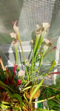 Sarracenia leucophylla size usato  Montorio al Vomano