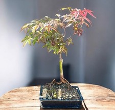 Old red japanese for sale  Brentwood