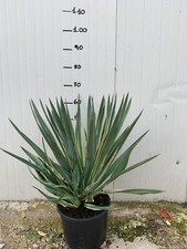 Yucca gloriosa variegata usato  Maddaloni