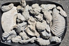 Konvolut fossilien austern gebraucht kaufen  Völklingen