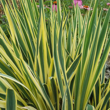 Yucca plant bright for sale  UK