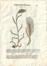 Stampa antica mattioli usato  Lecco