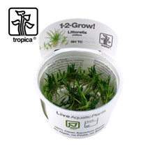 Tropica vitro grow for sale  THAME