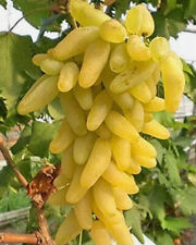 DOURADO - UVAS DEDOS - 3 estacas comprar usado  Enviando para Brazil