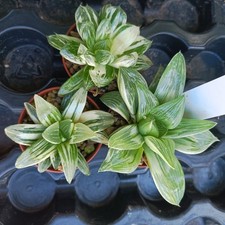 Haworthia piante collezione usato  Porto Cesareo
