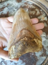 Dent fossile mégalodon d'occasion  Nancy-