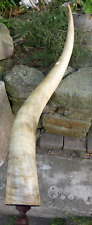 Watusi large cowhorn d'occasion  Expédié en Belgium