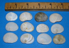 Large baby ear for sale  Mogadore