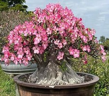 Graines adenium arabicum d'occasion  Sanary-sur-Mer