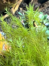 Aquarium moose set gebraucht kaufen  Augsburg