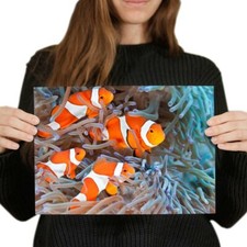 Orange clown fish for sale  SELBY