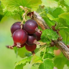 Agrest czerwony 'Hinnonmaki Red' P9/C1 na sprzedaż  PL