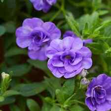 Calibrachoa double blue for sale  DUDLEY
