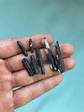 Fossilized stingray barbs for sale  Hollywood