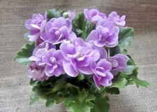 Peppermint girl mini gebraucht kaufen  Magdeburg