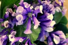 colorful houseplant for sale  Summerville