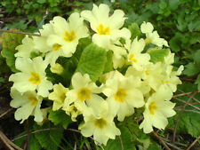 Stock primrose primula for sale  NORWICH