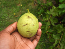 Black walnut nuts for sale  Beachwood