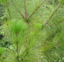 Pinus oocarpa cm usato  Napoli