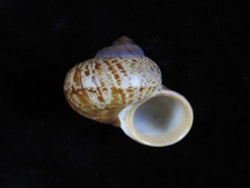 Land snail cyclophorus for sale Land snail cyclophorus for sale  SOUTHAMPTON