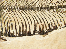 Super fine bones for sale  Salt Lake City