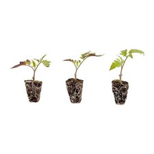 Roma tomato plugs for sale  Los Angeles