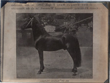 Cheval trotteur russe d'occasion  Pagny-sur-Moselle