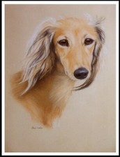 Saluki dog head for sale  COLEFORD
