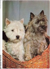 Akvp9 0745 chien d'occasion  France