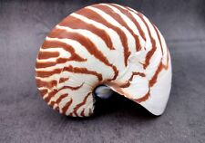 Natural nautilus seashell for sale  Camarillo