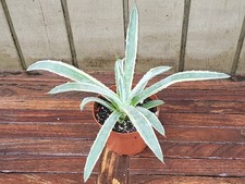 Agave macroacantha variegata for sale  Homestead