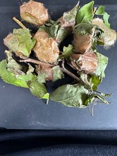 Live luna cocoons for sale  Dothan